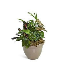 Dish Garden in Taupe Ceramic