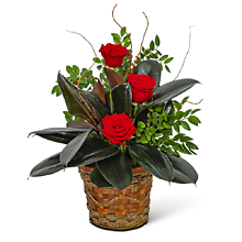 Rubber Tree Plant with Red Roses