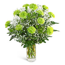 One Dozen Green Carnations with Babies Breath