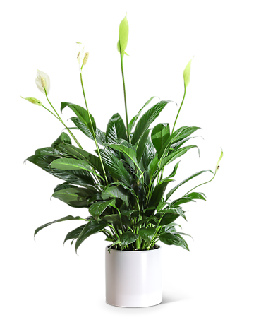 Peace Lily Plant