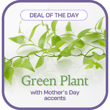 Green Plant with Mother\'s Day Accents