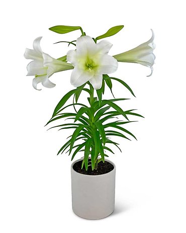 Easter Lily Plant