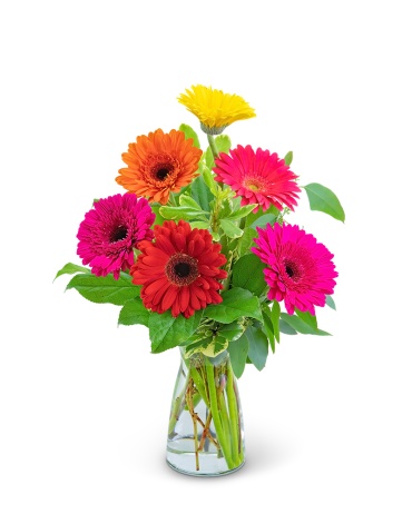 Gleeful Gerbera