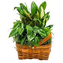 Forever Green Mixed Basket
