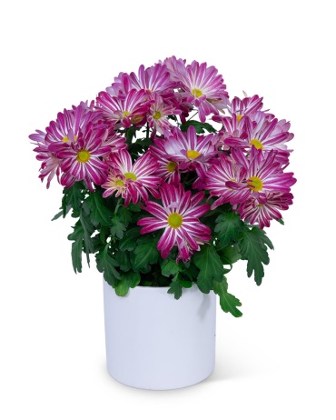 Purple Daisy Chrysanthemum Plant