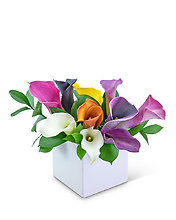 Calming Calla Lilies