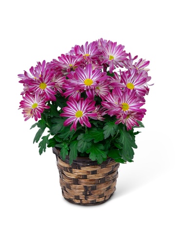 Purple Daisy Chrysanthemum Plant