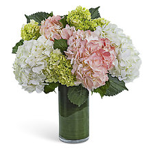 Hydrangea Glow