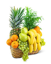 Green Goodness Fruit & Plant Basket
