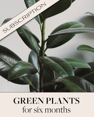 Plant Subscription (6)