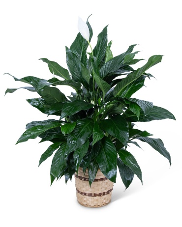 Large Peace Lily Plant