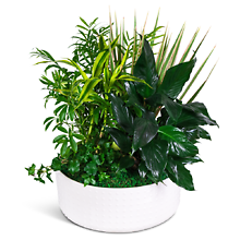 Grande Dish Garden
