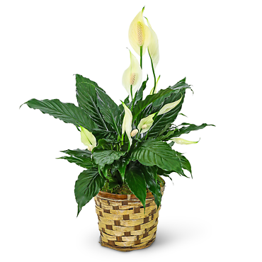 Tranquility Peace Lily Plant