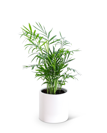 Parlor Palm Plant