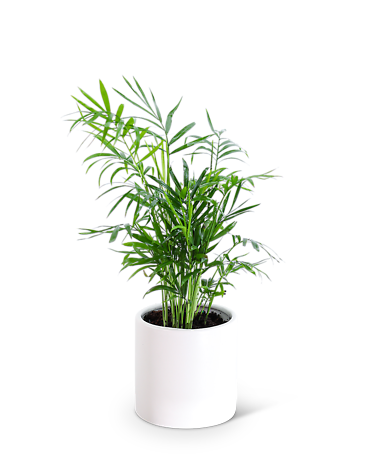 Parlor Palm Plant