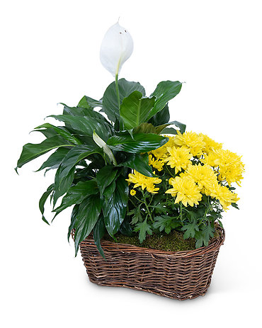 Peace Lily with Yellow Mum Plant