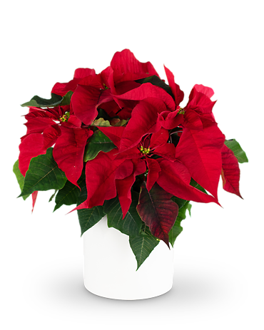 Red Poinsettia Plant