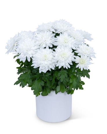 White Chrysanthemum Plant