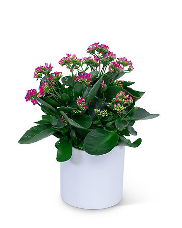 Pink Kalanchoe Plant