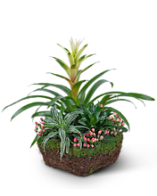 Bromeliad Comfort Planter