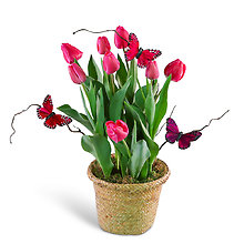 Pink Potted Tulip Plant with Butterflies