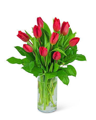 Red Tulips