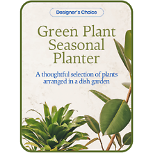 Designer\'s Choice - Variety of Green Plants in a Basket