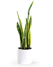 Sansevieria Plant