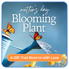 Mother\'s Day Blooming Plant